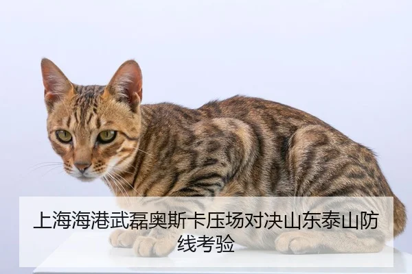 shang-hai-hai-gang-wu-lei-ao-si-ka-ya-chang-dui-jue-shan-dong-tai-shan-fang-xian-kao-yan-2-768.jpg