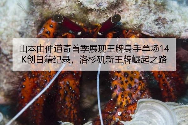 shan-ben-you-shen-dao-qi-shou-ji-zhan-xian-wang-pai-shen-shou-dan-chang-chuang-ri-ji-ji-lu-luo-shan-ji-xin-wang-pai-jue-2-933.jpg