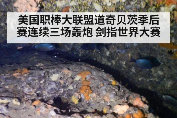 美国职棒大联盟道奇贝茨季后赛连续三场轰炮 剑指世界大赛