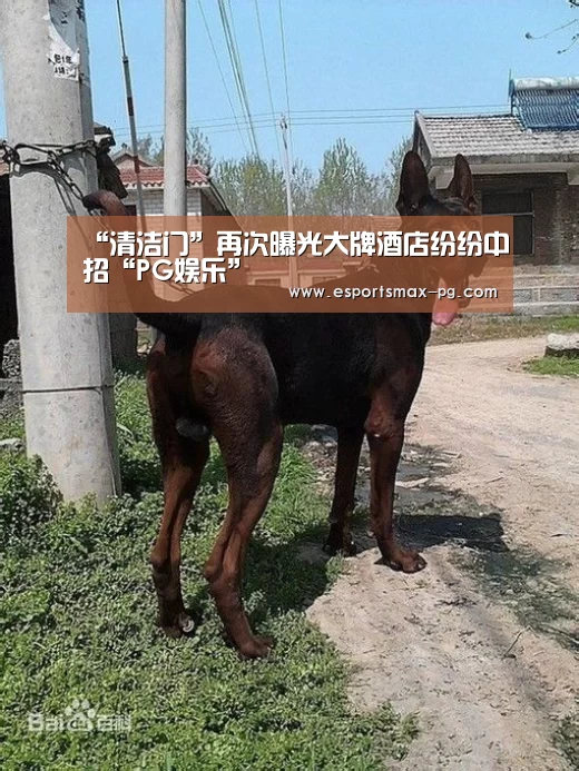PG电竞直播